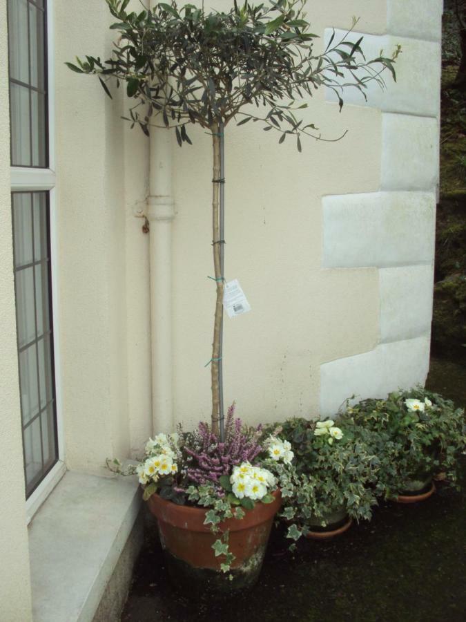 Woodlands Bed & Breakfast Looe Luaran gambar